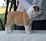 English Bulldog Puppies for Sale