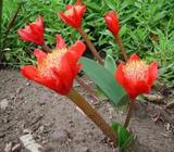 Haemanthus bulbs