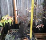 Senkaki maple stump large bonsai