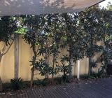 Six 3m Magnolia trees