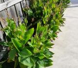 Plants for sale (various)