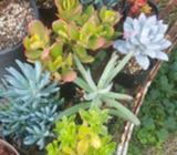 Nuce healtht succulents