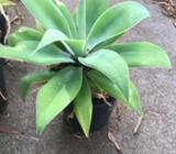 Yakkas - various sizes