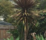 Yucca plants