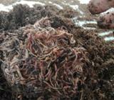 Worms for sale