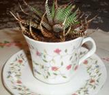 Succulent in a cup and saucer