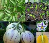 Pepino melon tree $4