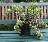 Jade fine leafed plant