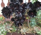 Purple succulent unpotted