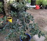 Holly Over a metre tall