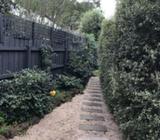 Pittosporum's- hedging plant