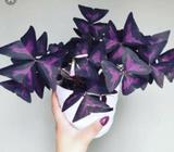 Oxalis triangularis bulbs