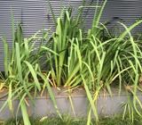 Irises - Popular water plant