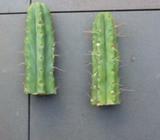 Trichocereus cuttings