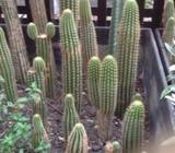 Golden torch cactus