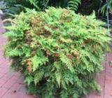 Rabbit Foot Fern