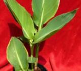 Canna Lily, Salmon Pink