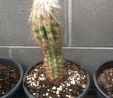 Old man of the Andes cactus