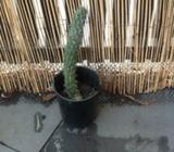 Eve's pin cactus cutting