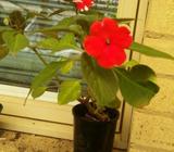 IMPATIENCE PLANTS