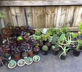 Wanted: Plants $2