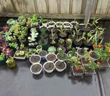 Plants