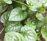 Wanted: MALABAR / CEYLON SPINACH Seeds (20 SEEDS)