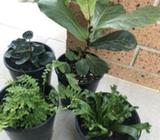 Wanted: Plants ( 4 for 15$)