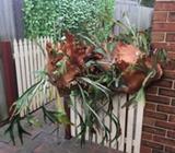 Stag horn plants x2