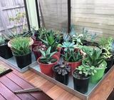 Various plants, starting from $2