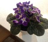 African violet