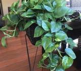 Devil's Ivy Indoor Plants