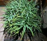 ALOE CACTUS PLANT IN GROUND