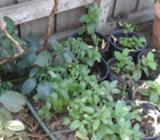 HERBS- Mint,Coriander, Basil,Thyme