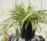 Spider Plant