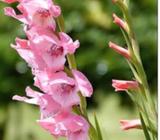 Gladiolus (pink)