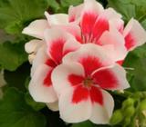 Rare Geranium and Pelagorium Flowers