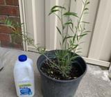 Goji berry fruit plant