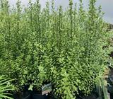 Screenmaster Pittosporums in 200mm/ 8 inch pots only $17.50 each