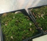 Living Bush Moss for Terrariums, Vivariums & Aquariums
