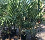 Cyphophoenix Elegans, Rare palm, 300mm pot