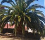 Plam tree for sale gawler east