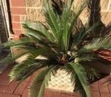 Cycad