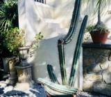 BARGAIN- Peruvian Torch Cactus