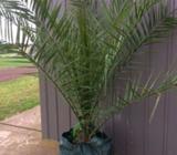 Cannery island palms