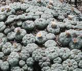 Lophophora Williamsii seed