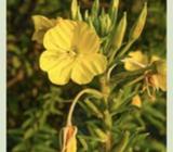 Evening primrose plants $4