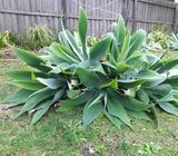 Agave pups