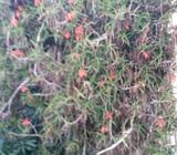 Aloiampelos ciliaris Syn Aloe ciliaris