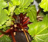 RHUBARB.RHUBARB CROWNS